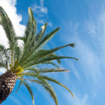 Palm Tree