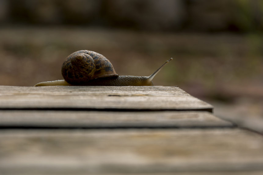 snail on wooden table