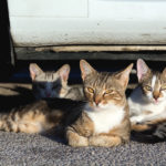 Three Street Cats Three Street Cats