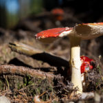 Amanita Muscaria Mushroom Amanita Muscaria Mushroom
