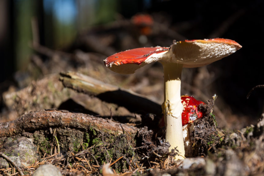 FREE IMAGE: Amanita Muscaria Mushroom - Libreshot Public Domain Photos