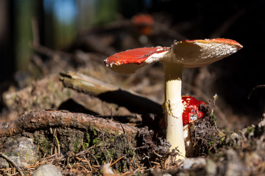 Amanita Muscaria Mushroom