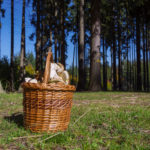 Basket full of mushrooms