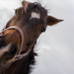 brown horse head