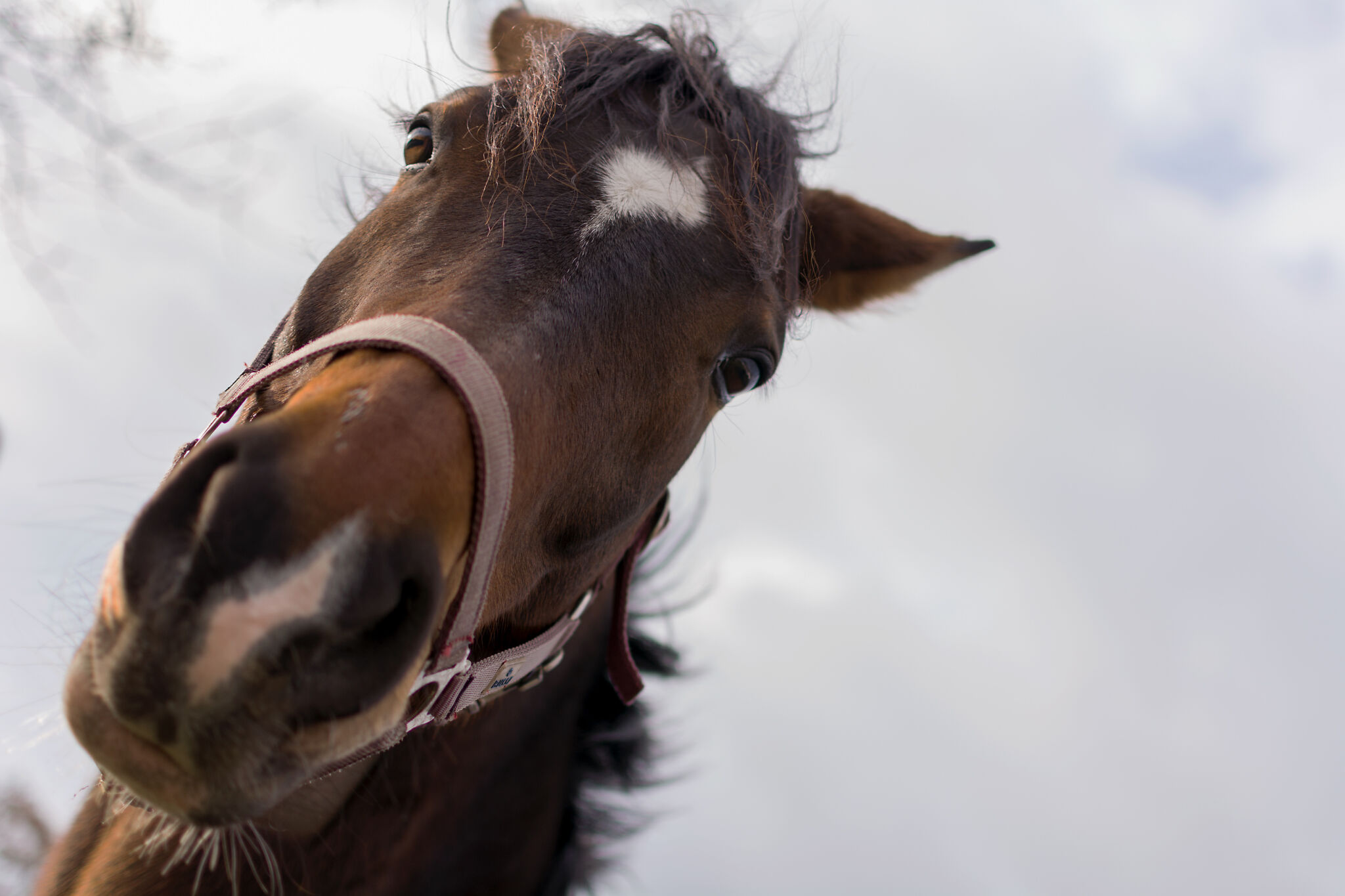 Brown Horse Head | Copyright-free photo (by M. Vorel) | LibreShot