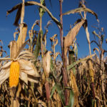 Corn field
