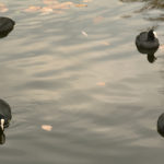 Eurasian coots Eurasian coot