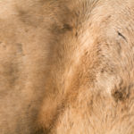Horse fur texture