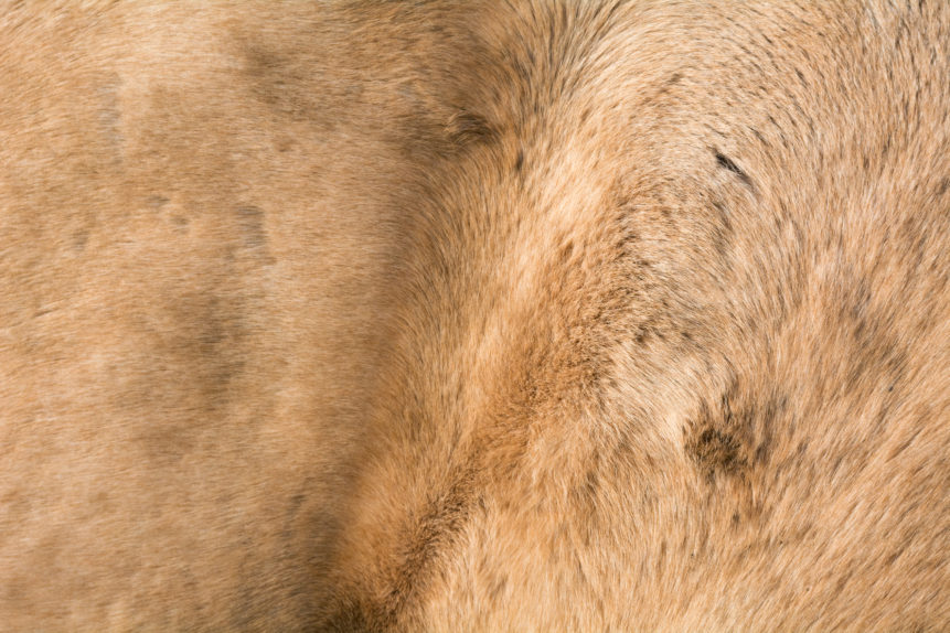 Horse fur texture