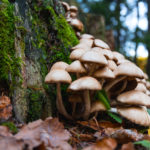 Magic Mushrooms Magic mushrooms