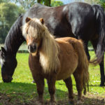 The horse and the pony