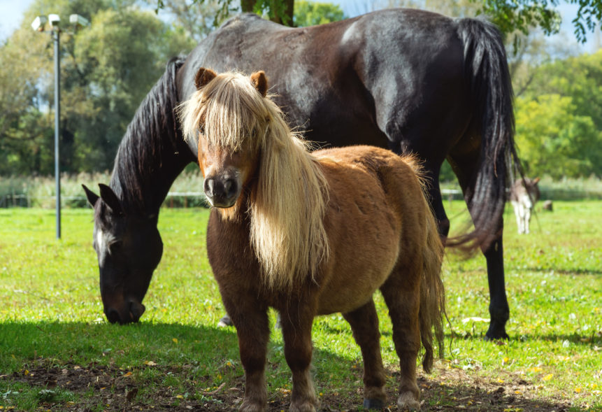 The horse and the pony