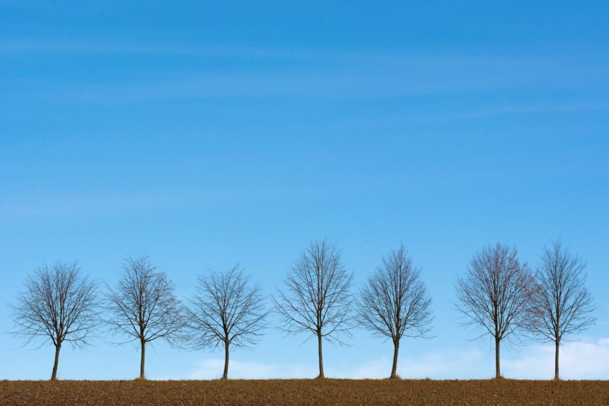 row of trees