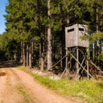 Tree Stand in the Woods tree stand in the woods