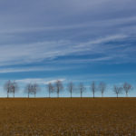 Row of Trees on the Horizon row of Trees on the horizon