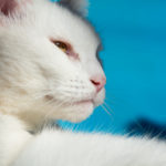 White cat
