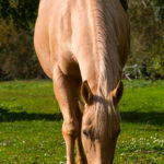 Buckskin horse Blonde horse