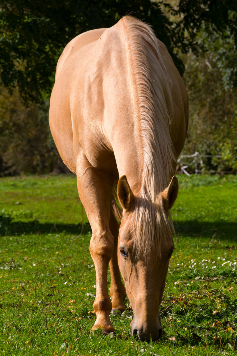 Buckskin horse Copyrightfree photo (by M. Vorel) LibreShot