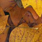 Autumn leaves background