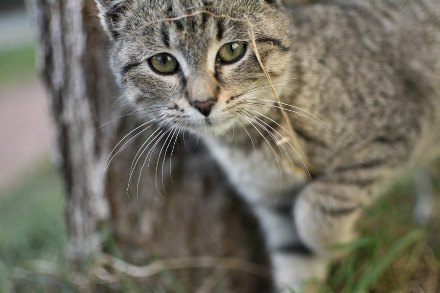 Curious gray cat