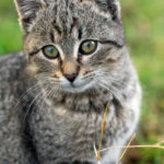 Cute kitten portrait Cute kitten portrait