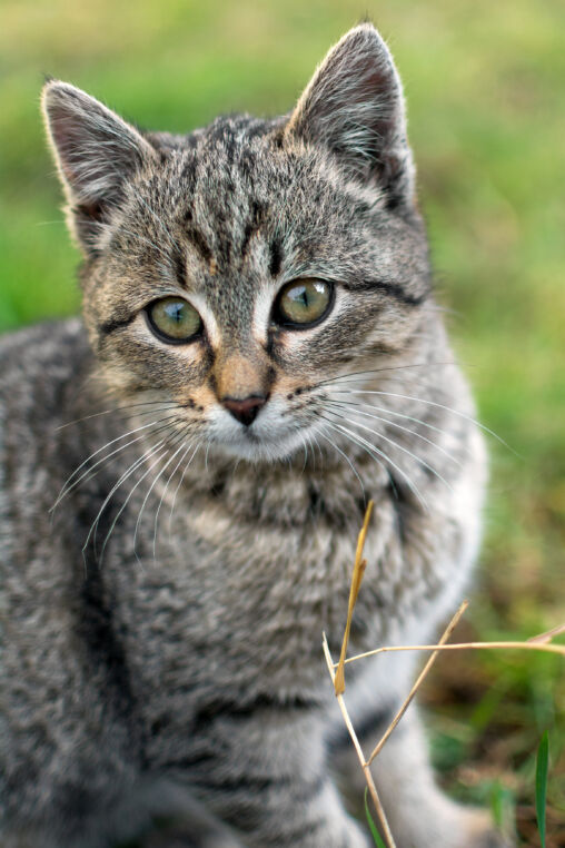 Cute kitten portrait