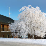 Frozen Tree and House frozen tree and house