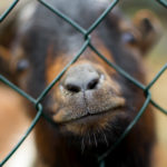 Goat Close Up Goat Close Up