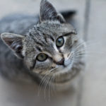 Gray kitten looks up at a camera