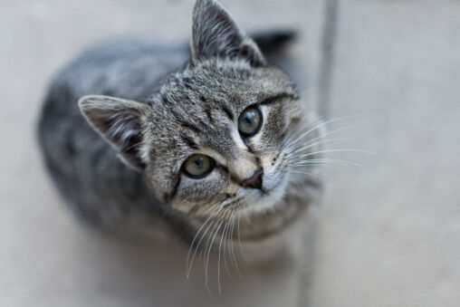 Gro Kitten kuckt op eng Kamera