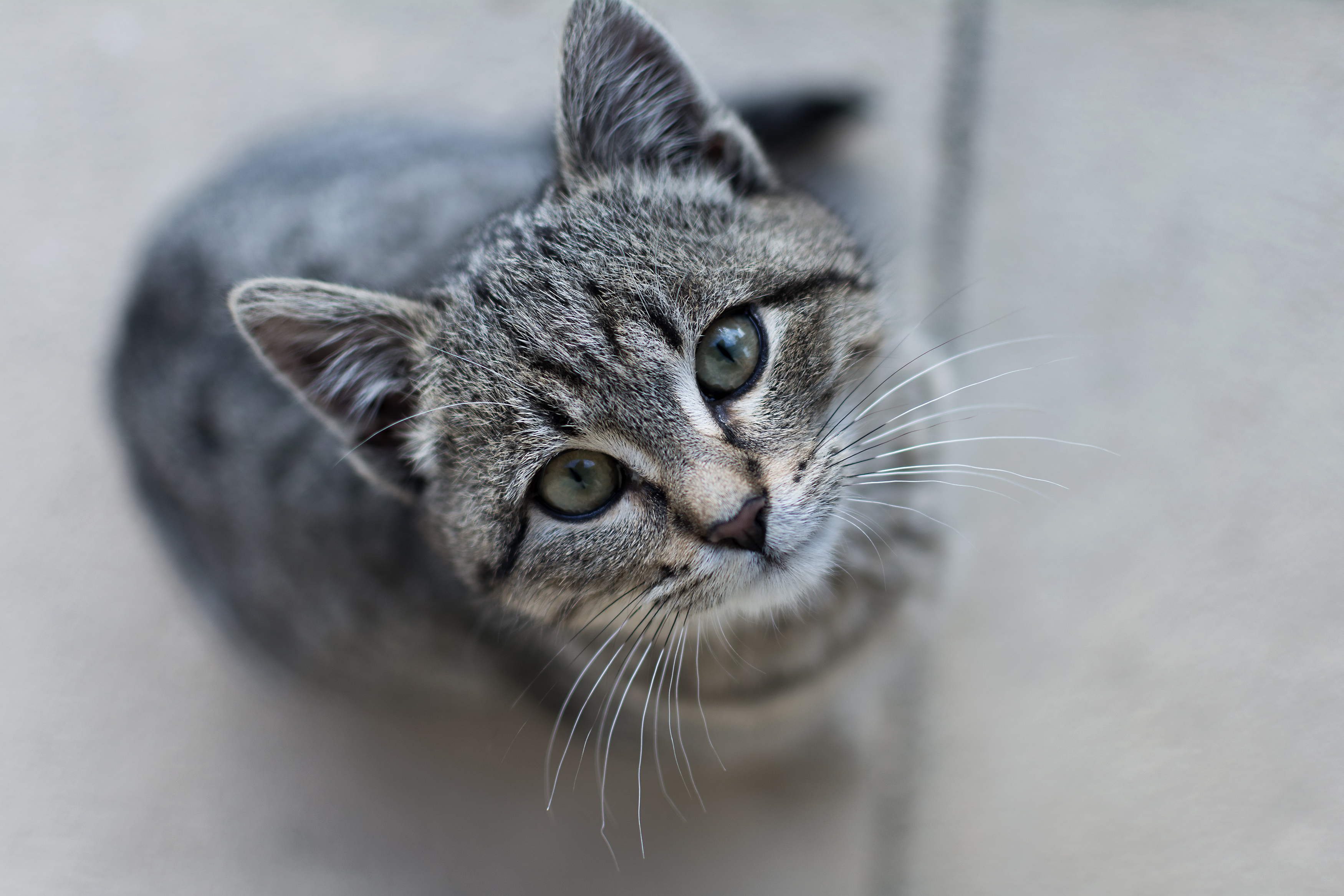 Серенькая кошечка. Кот грей. Серый кот с круглыми глазами. Полосатый кот с прижатыми ушами. Кот грей серый.