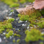 moss macro photography
