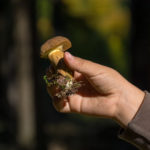 Mushroom in Children Hand Mushroom in children hand