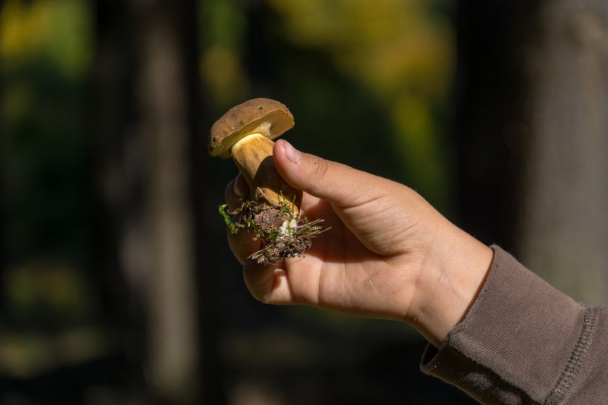 Mushroom in children hand