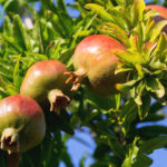 Pomegranate Fruit Growing on a Tree pomegranate fruit growing on a tree