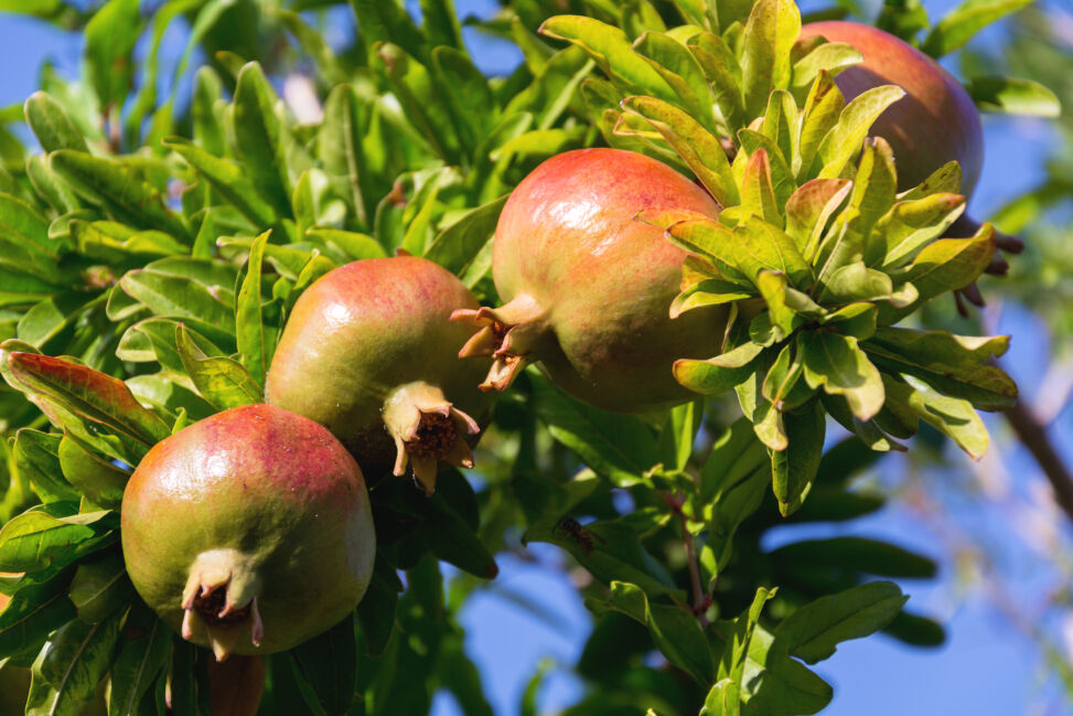 pomegranate-fruit-growing-on-a-tree-973x649.jpg