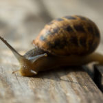 Snail Close Up