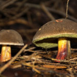 Two mushrooms close up
