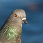 Angry pigeon