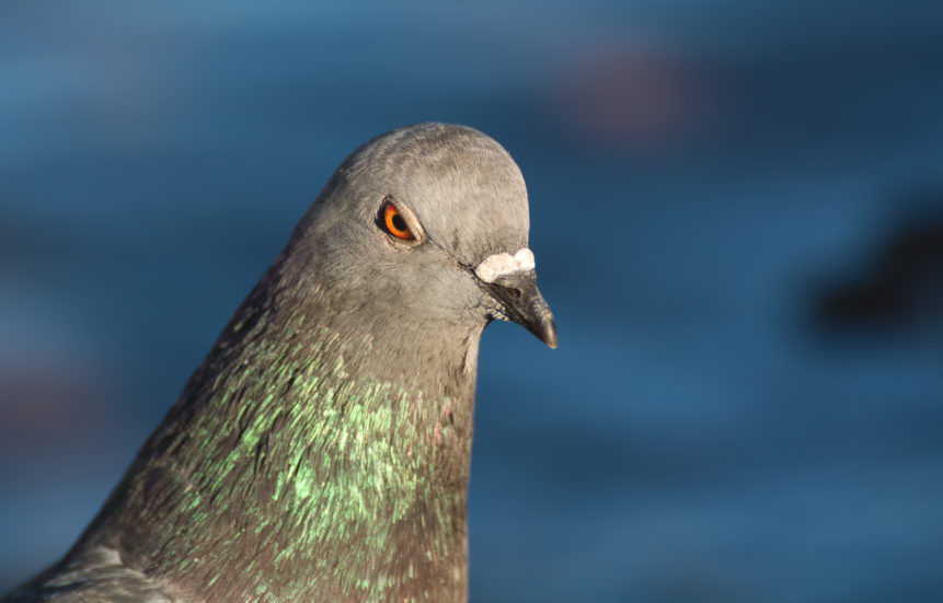 Angry pigeon portrait
