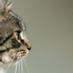 Side View Portrait of Cat Side view portrait of cat