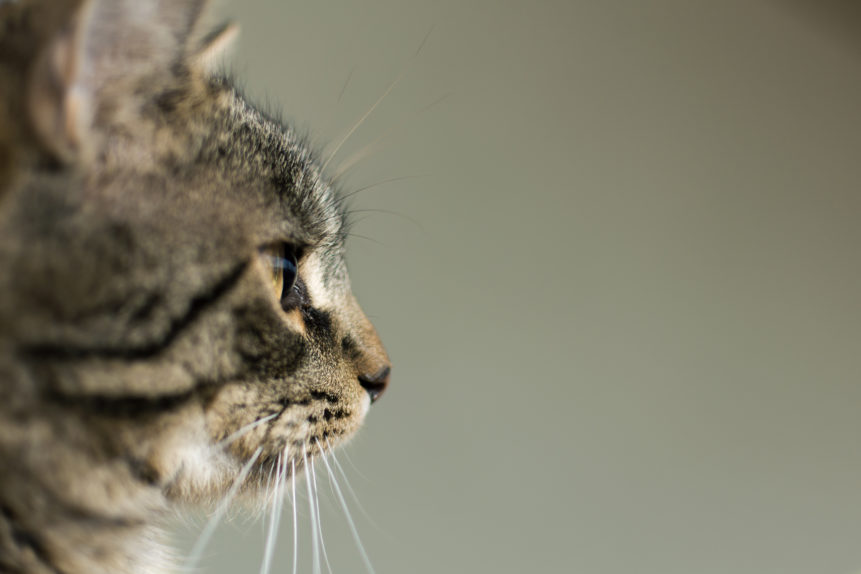 Side view portrait of cat