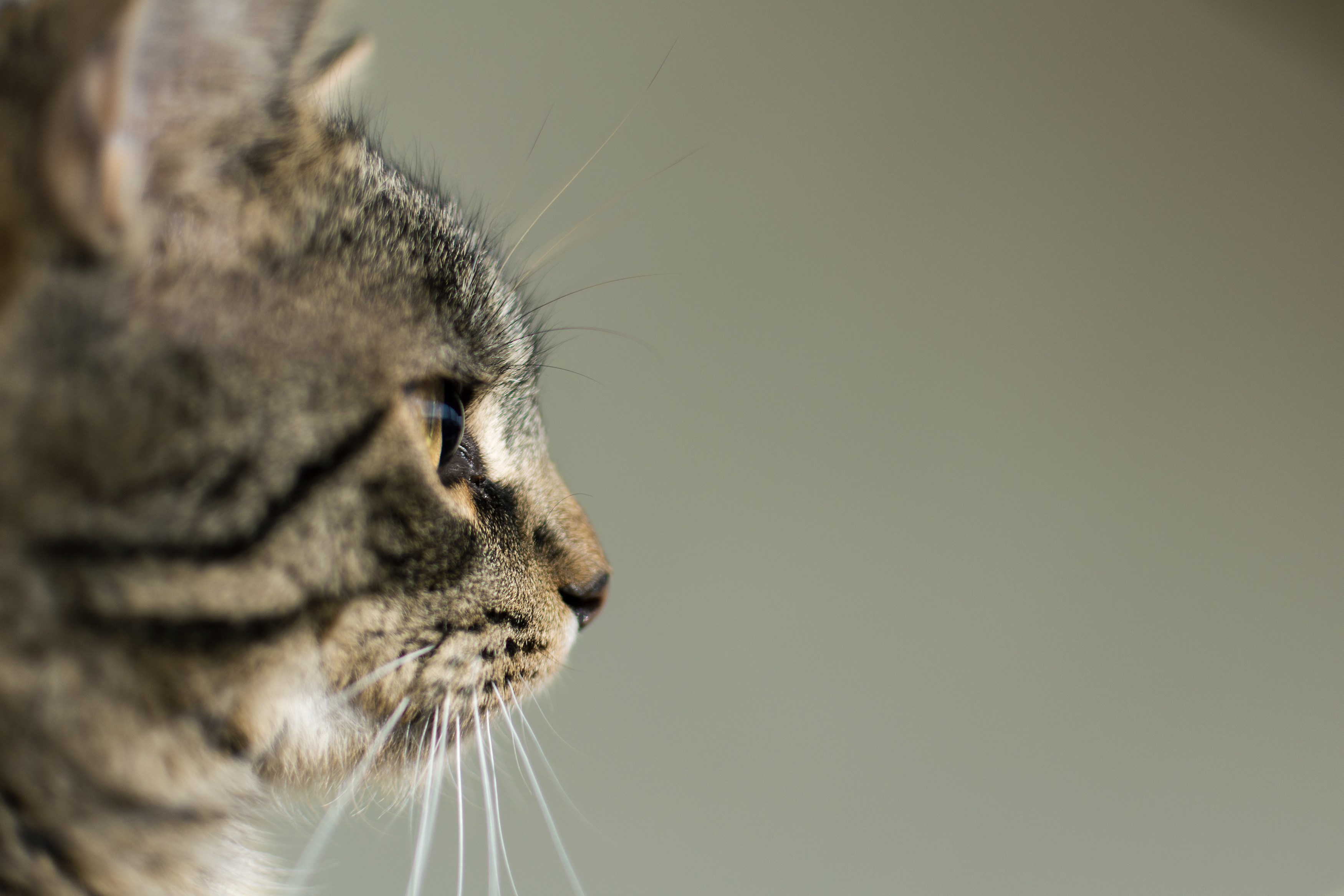 Featured image of post Cat Sideview Side view of a black stray cat looking down into the pipe cover on the stree in alley