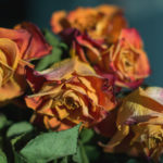 Dry roses