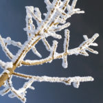 Frozen Tree Frozen tree