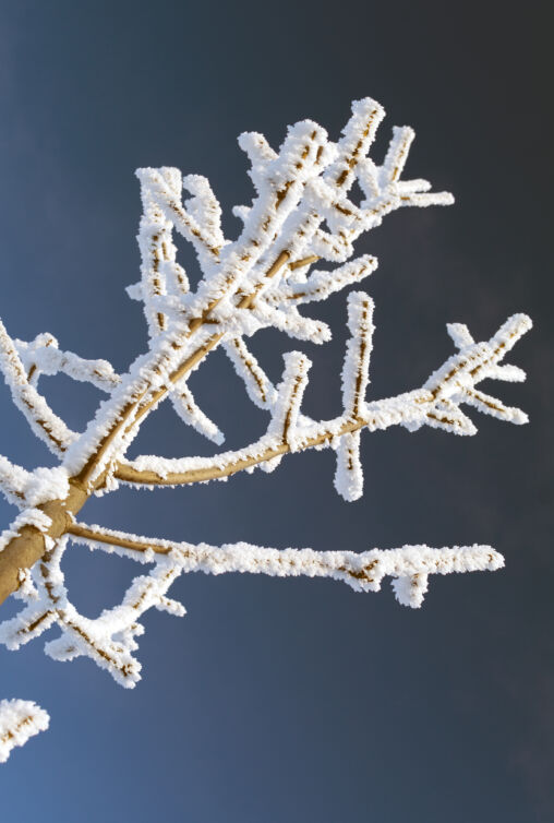 Frozen Tree | Copyright-free photo (by M. Vorel) | LibreShot