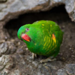 Green Parrot With Orange Beak Green parrot with orange beak