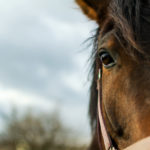 Half horse face