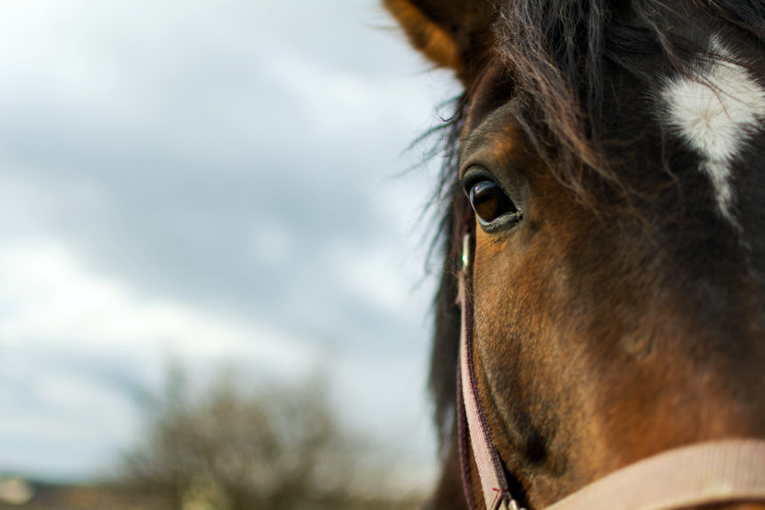 Portrait photography of brown horse (half face). Free for download and commercial use.