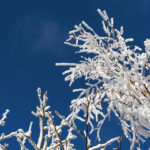 Snowy tree branches